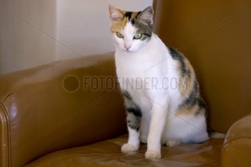 Alley cat tri-colored sitting down in an armchair France