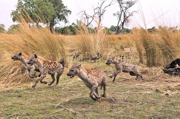 Group of Spotted Hyaena running Botswana