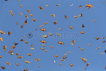 Monarch butterfly (Danaus plexippus)  in wintering from November to March in oyamel pine (Abies religiosa) forest  Sierra Chincua  Reserve of the Biosfera Monarca  Angangueo  State of Michoacan  Mexico