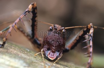 Orthoptera des Atlantischen Waldes Brasilien