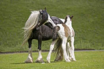 Black and white piebald mare and its young foal Moors UK