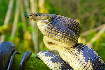 Portrait of Jansens Rat Snake (Gonyosoma jansenii)  North Sulawesi.