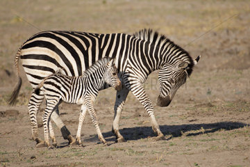 Chapman's zebra (Equus quagga chapmani) female and baby  Botswana