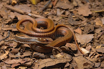Adorned Graceful Brown Snake (Rhadinaea decorata)  Costa Rica