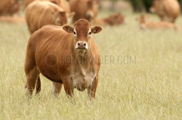 Limousine cattle (Bos taurus)  France
