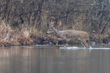 European roe deer (Capreolus capreolus)  a male in velvet is crossing an arm of water  Rhine forest  Alsace  France