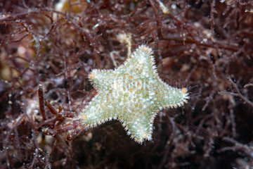 Cushion star (Asterina gibbosa)  Around the Island of Oleron  Atlantic Ocean  France