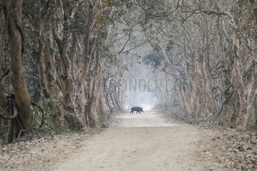 Wild boar (Sus scrofa) crossing a trail in a tree lane  Kaziranga National Park  State of Assam  India