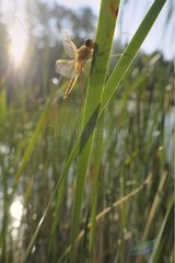 Dragonfly at dawn in the tall grass Ardèche
