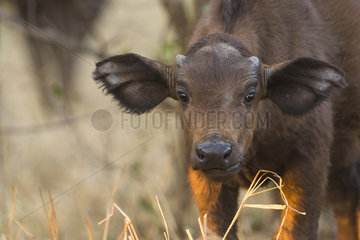 African Buffalo (Syncerus Caffer) portrait of calf  Kruger national park  South Africa