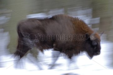 European bison running insnow Bialowieza Poland