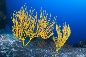 Yellow seafan (Leptogorgia viminalis) La Gomera Underwater backgrounds of the Canary Islands
