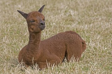 Young Alpaca lying down in a meadow Cotswolds UK