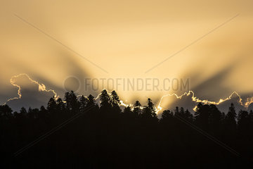Lights on the forest at sunset in summer  around Tholy  Vosges  France