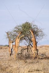 Waller's Gazelle (Litocranius walleri)  rear-legged eating group  Samburu Reserve  North Kenya