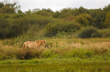 Henson horse in the Crotoy marsh at the end of summer  Baie de Somme  Picardie  France