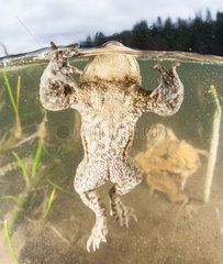 Common toad (Bufo bufo) seeking to catch  by reflex  on the dome of the camera during the breeding season  Ain  France