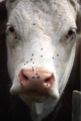 Portrait of Montbeliard cow with flies France