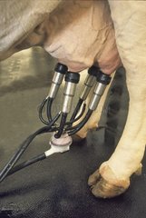 Entwurf einer Kuh in einer Rinderzucht Frankreich
