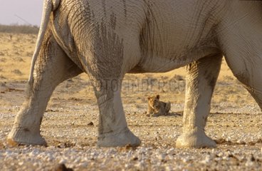 African Elephant walking in front of a Lionness Namibia
