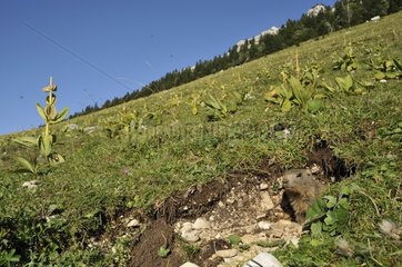 Ein Murmeltier im Massiv -Chasseral im Jura -Schweiz