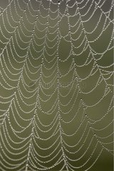 Dew on a cobweb France