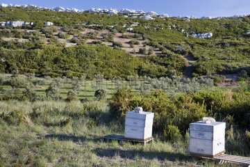 Hives in a landscape of garrigue Maussane-les-Alpilles
