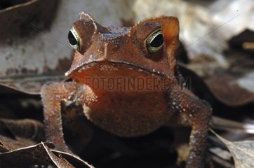 Portrait of Crested forest toad female French Guiana