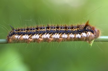 Drinker Moth caterpillar on a stem France