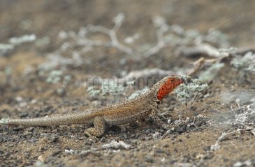 Female Lava lizard warming itself at sun Galapagos