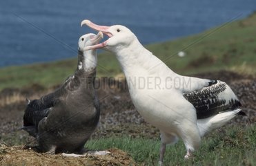 Albatros hurleur mâle nourrissant son poussin près à l'envol