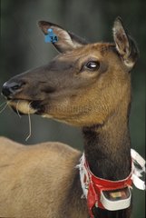 Female Wapiti with transmitting collar Jasper NP Canada