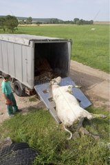 Sammeln einer toten Kuh für das Rendring Frankreich
