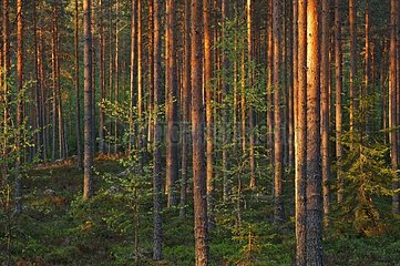Conifer forest undergrowth Finland