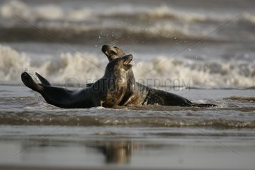 Plays betwenn young Gray Seals males in the waves Britany
