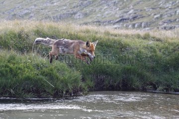 Red Fox jumping above a river Gran Paradiso NP Italia