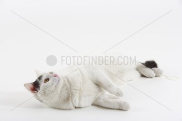 Lying Domestic Cat playing with string