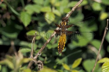 Female Broad-bodied Chaser on a stem Switzerland