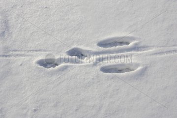 Traces in snow indicating the passage of a hare France