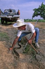 Bill Howell capturing a rattlesnake for research Texas USA