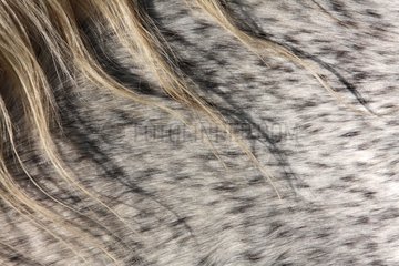 Detail of speckled hair coat of a horse