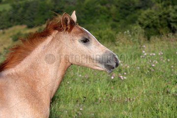 Portrait of a foal in a meadow of Auvergne - France