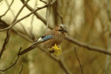 Eurasian Jay posed on a ball of grease France