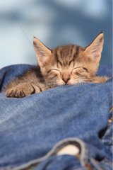 Portrait of a kitten sleeping on trousers
