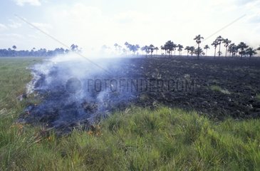 Llanos Oriental Savannah Feuer Vichada Kolumbien