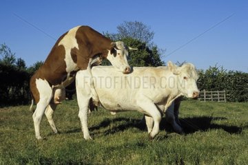 Klettern Sie die Kuh auf einer anderen Saône-Et-Loire France Cow