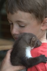 Young male Stone Marten the shoulder of a young boy in Isère
