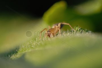 Sac spiders on a leaf covered with dew France