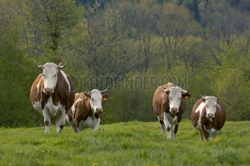 Herde von Montbéliard -Kühen in Pré Frankreich