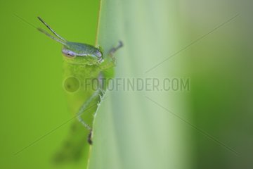 Grasshopper eating a leaf Tropical forest Upper Amazon Peru